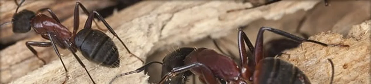 Close-up of ants on wood showing an active ant infestation in Fort Lauderdale, FL
