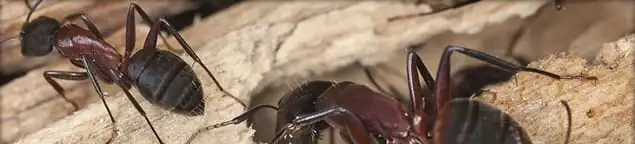 Close-up of ants on wood showing an active ant infestation in Fort Lauderdale, FL