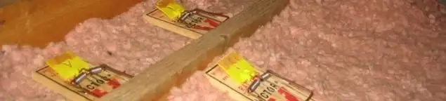 Mouse traps placed in an attic for rodent control in Fort Lauderdale, FL