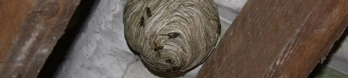 Wasp nest in an attic space, a common home infestation risk in Fort Lauderdale, FL