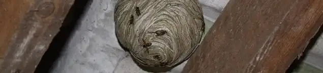 Wasp nest in an attic space, a common home infestation risk in Fort Lauderdale, FL