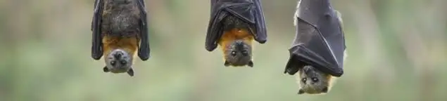 Bats roosting together, a common sign of a bat infestation in Fort Lauderdale, FL
