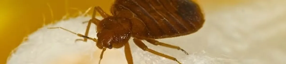 Close-up of a bed bug, a sign of an active infestation in Fort Lauderdale, FL