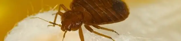 Close-up of a bed bug, a sign of an active infestation in Fort Lauderdale, FL