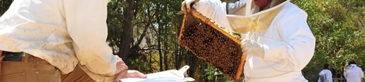Bee removal specialists relocating a hive and honeycomb safely in Fort Lauderdale, FL