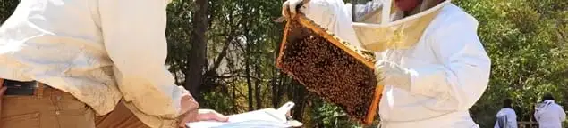 Bee removal specialists relocating a hive and honeycomb safely in Fort Lauderdale, FL
