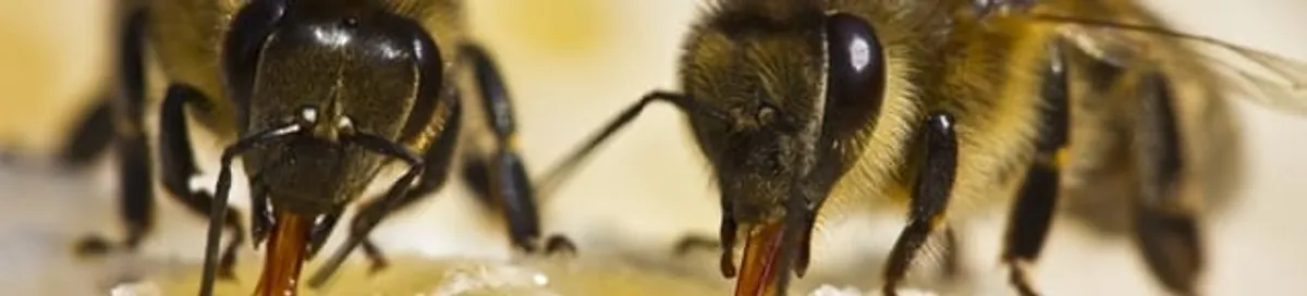 Close-up of honey bees, a sign of a nearby hive in Fort Lauderdale, FL