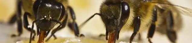 Close-up of honey bees, a sign of a nearby hive in Fort Lauderdale, FL