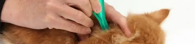 Flea treatment for pets using a flea comb, a sign of flea problems in Fort Lauderdale, FL