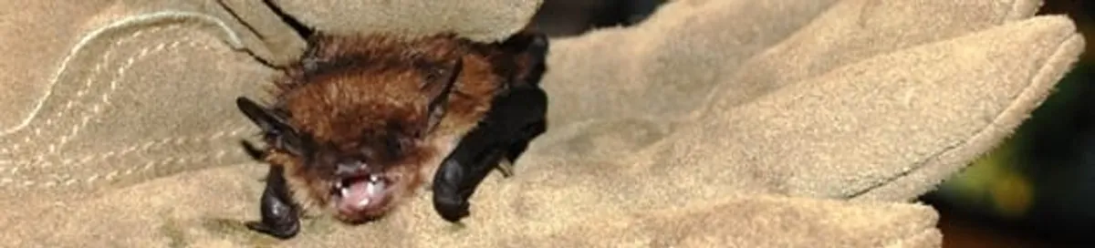 Bat removal specialist holding a bat safely during humane exclusion in Fort Lauderdale, FL