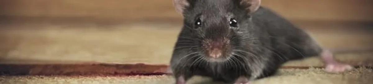Mouse indoors, a common sign of a rodent infestation in Fort Lauderdale, FL