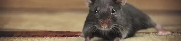 Mouse indoors, a common sign of a rodent infestation in Fort Lauderdale, FL