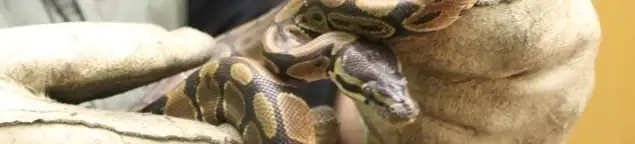 Snake removal specialist safely handling a snake with protective gloves in Fort Lauderdale, FL