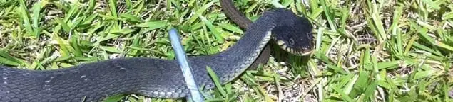 Snake in a yard, a common sign of a snake problem near a home in Fort Lauderdale, FL