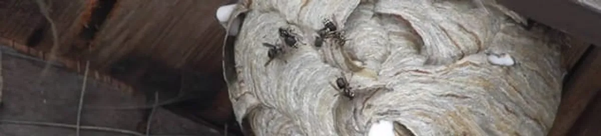 Close-up of a wasp nest with active wasps, a sign of an infestation in Fort Lauderdale, FL