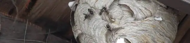 Close-up of a wasp nest with active wasps, a sign of an infestation in Fort Lauderdale, FL